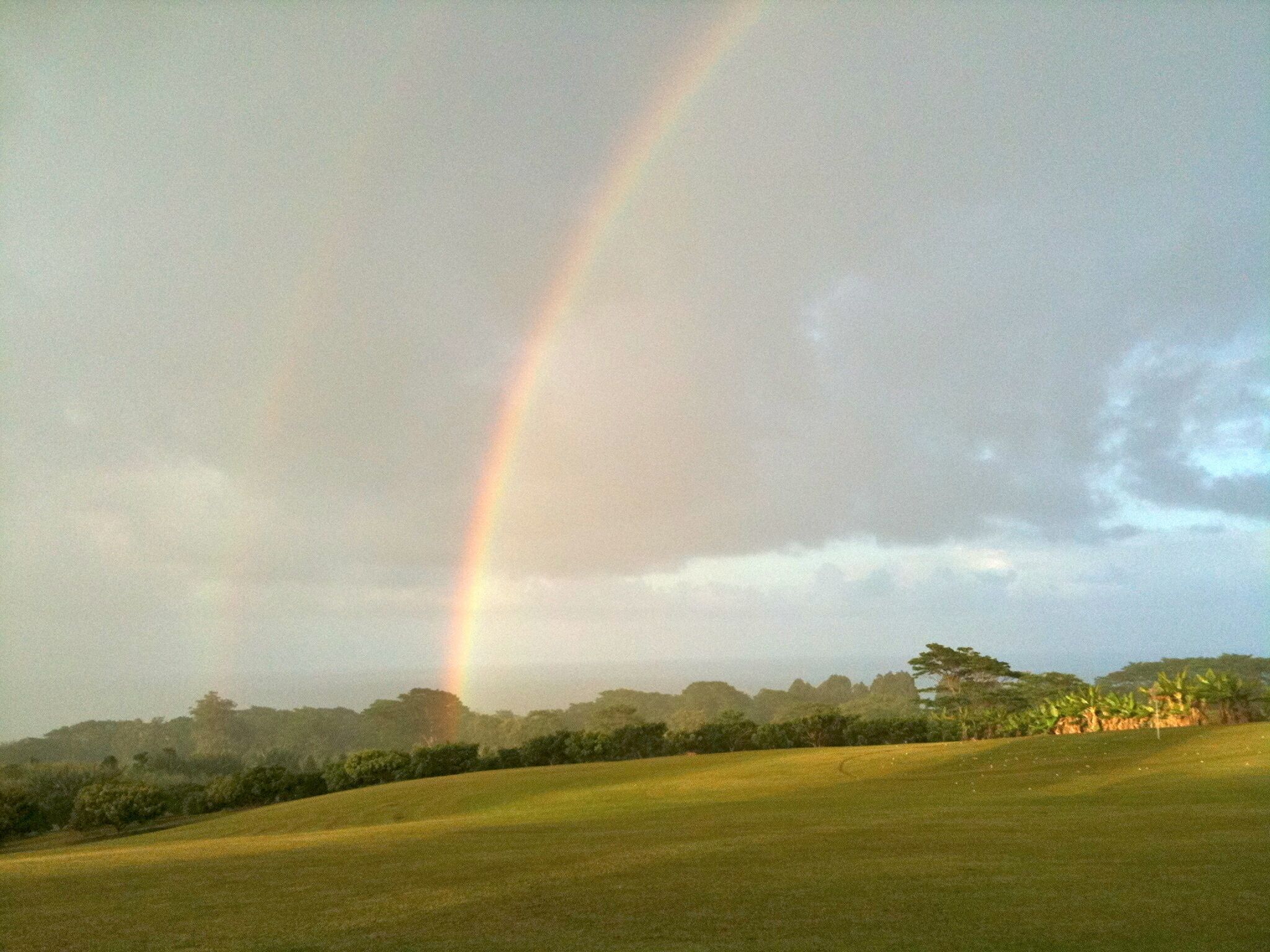 Un champ verdoyant avec un arc-en-ciel dans le ciel.