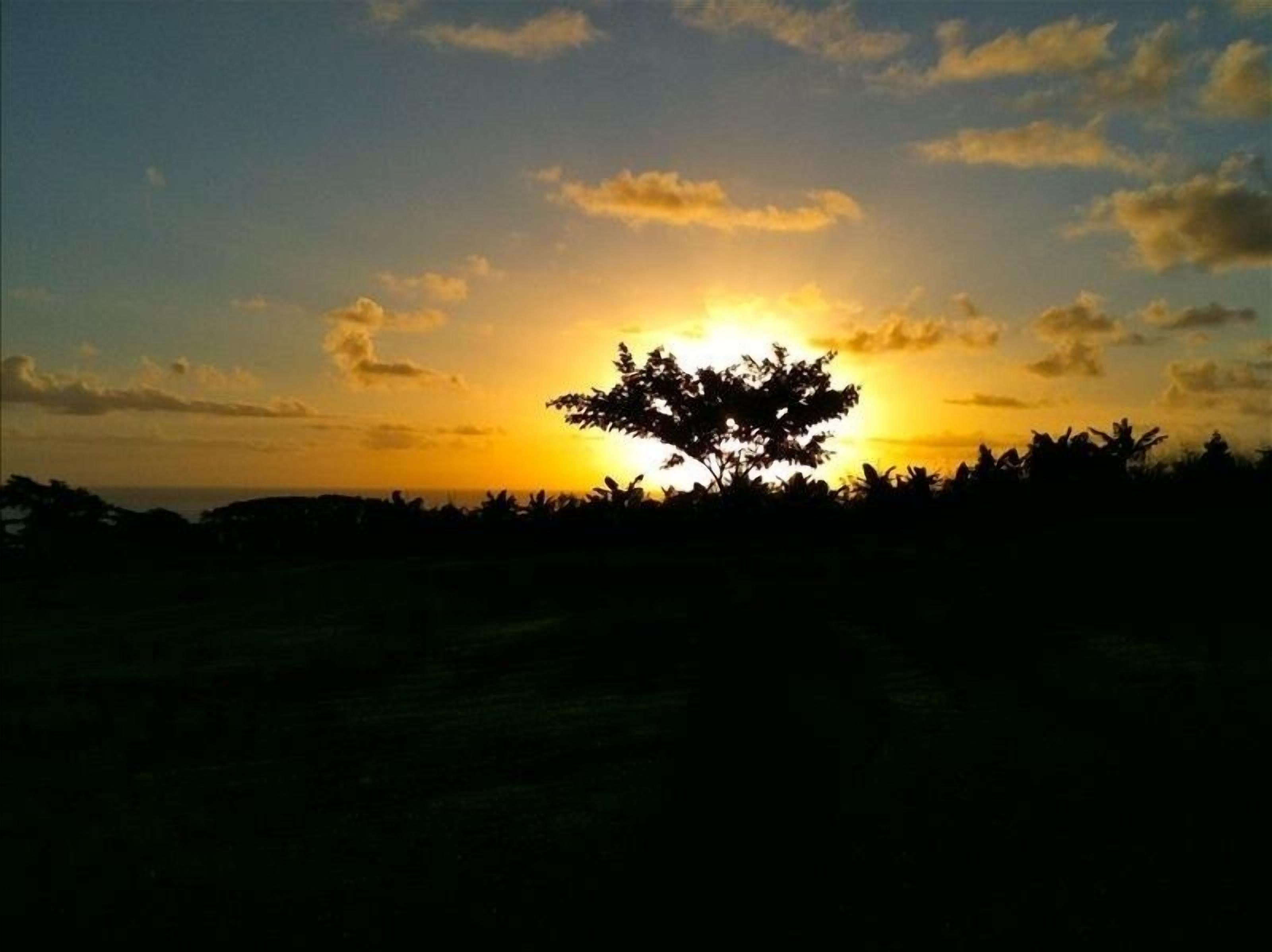 La silhouette d’un arbre se détachant sur un ciel au coucher du soleil.