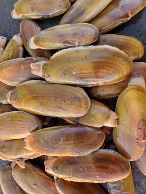 A collection of clam shells piled together.