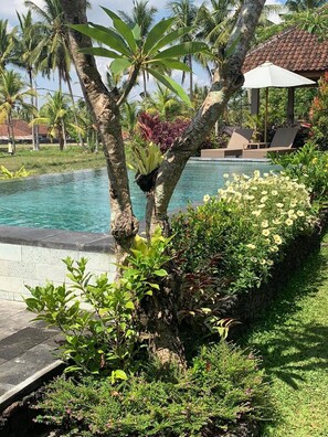 A poolside area with a tiled deck, palm trees, and lounge chairs. - Paraiso Cottage Ubud (Ubud)
