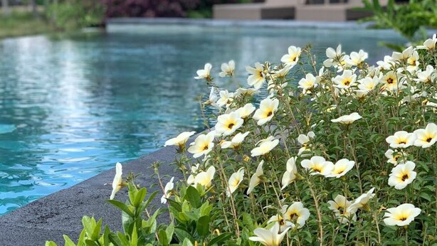 A poolside area with a clear view of the water, surrounded by lush greenery and palm trees. - Paraiso Cottage Ubud (Ubud)