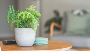 A round wooden table with a potted fern and a remote control. - Cosy 2 Bedroom Villa with super comfortable KING BEDS & luxury linen. Near Beach (Coffs Harbour)
