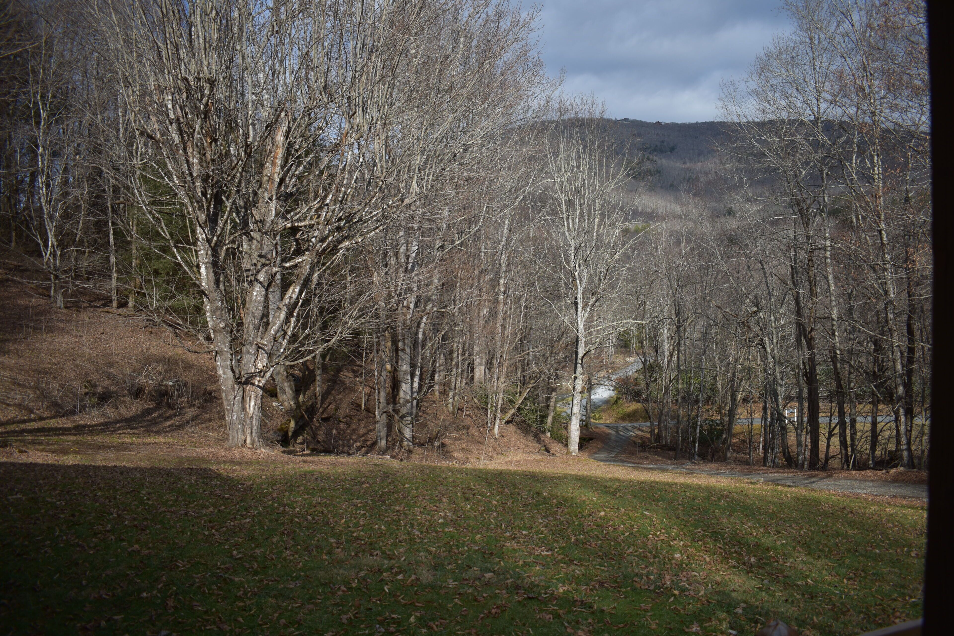 A natural landscape with leafless trees and a hill in the background.