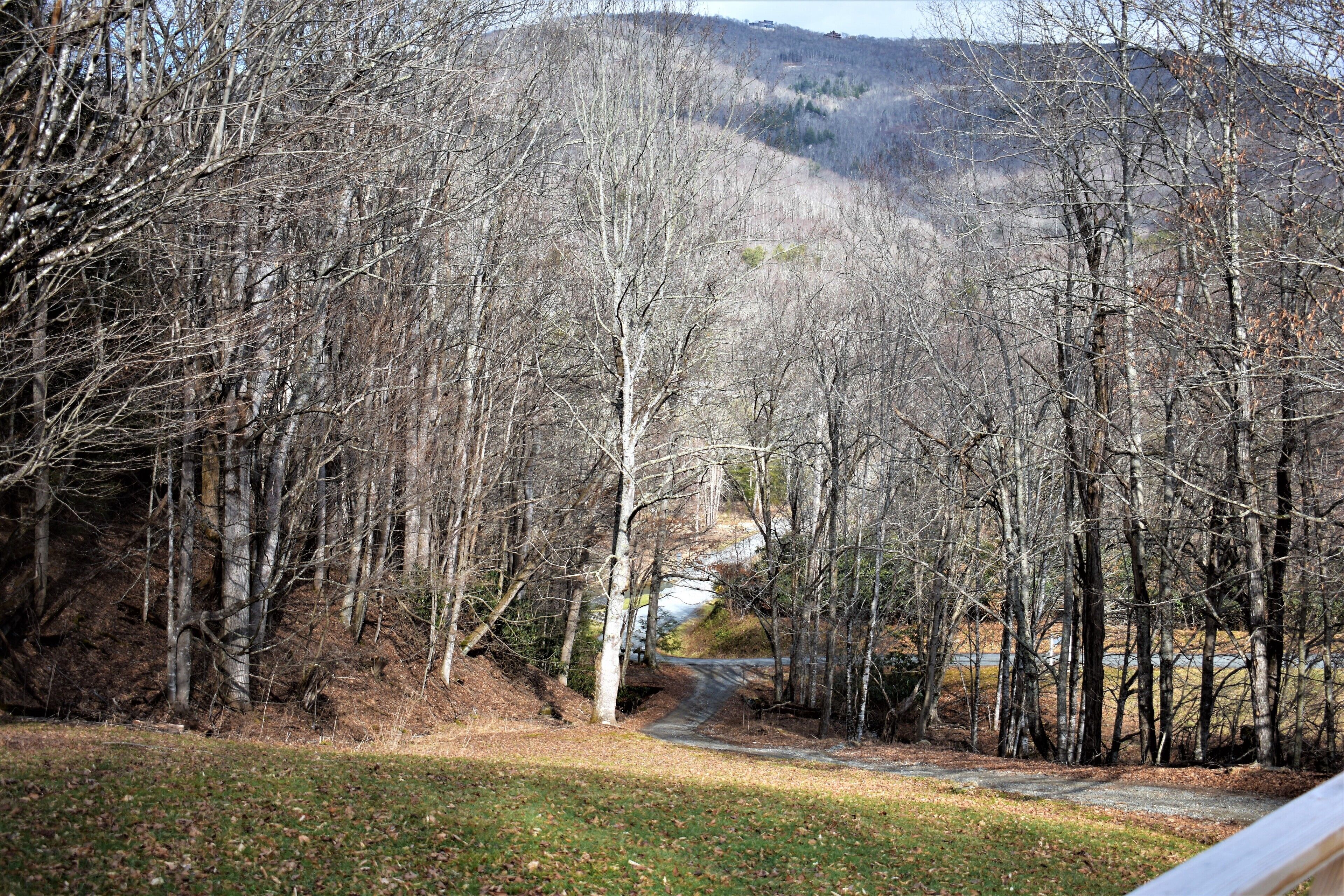 Une zone boisée traversée par un sentier de terre.