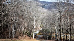 Une zone boisée traversée par un sentier de terre.