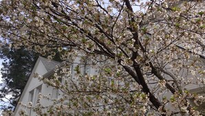 Un edificio blanco de fachada simétrica y un árbol con flores blancas en primer plano.