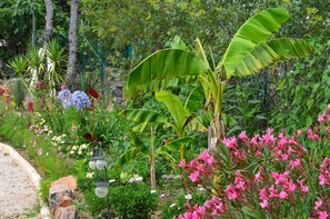 Stroll through a serene garden featuring banana trees, bougainvillea, and lush greenery along a gravel path.