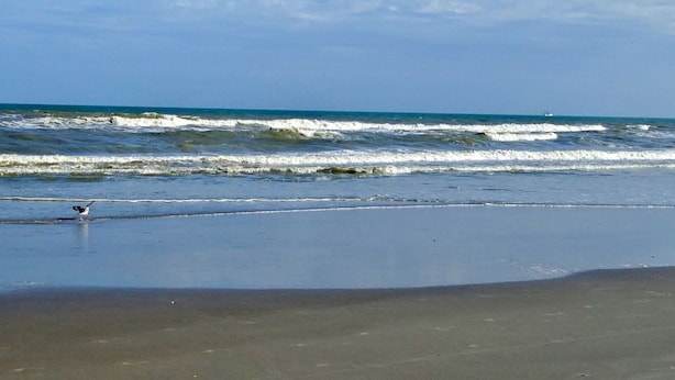 A beach with waves and a bird on the sand. - NEW COMPLETE REMODEL, MELBOURNE HARBOUR VIEWS (Melbourne)