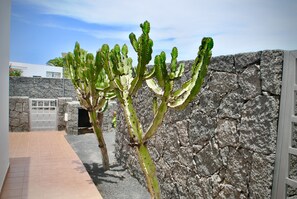 Stroll through a serene cactus garden, surrounded by lush greenery and a rustic stone wall.
