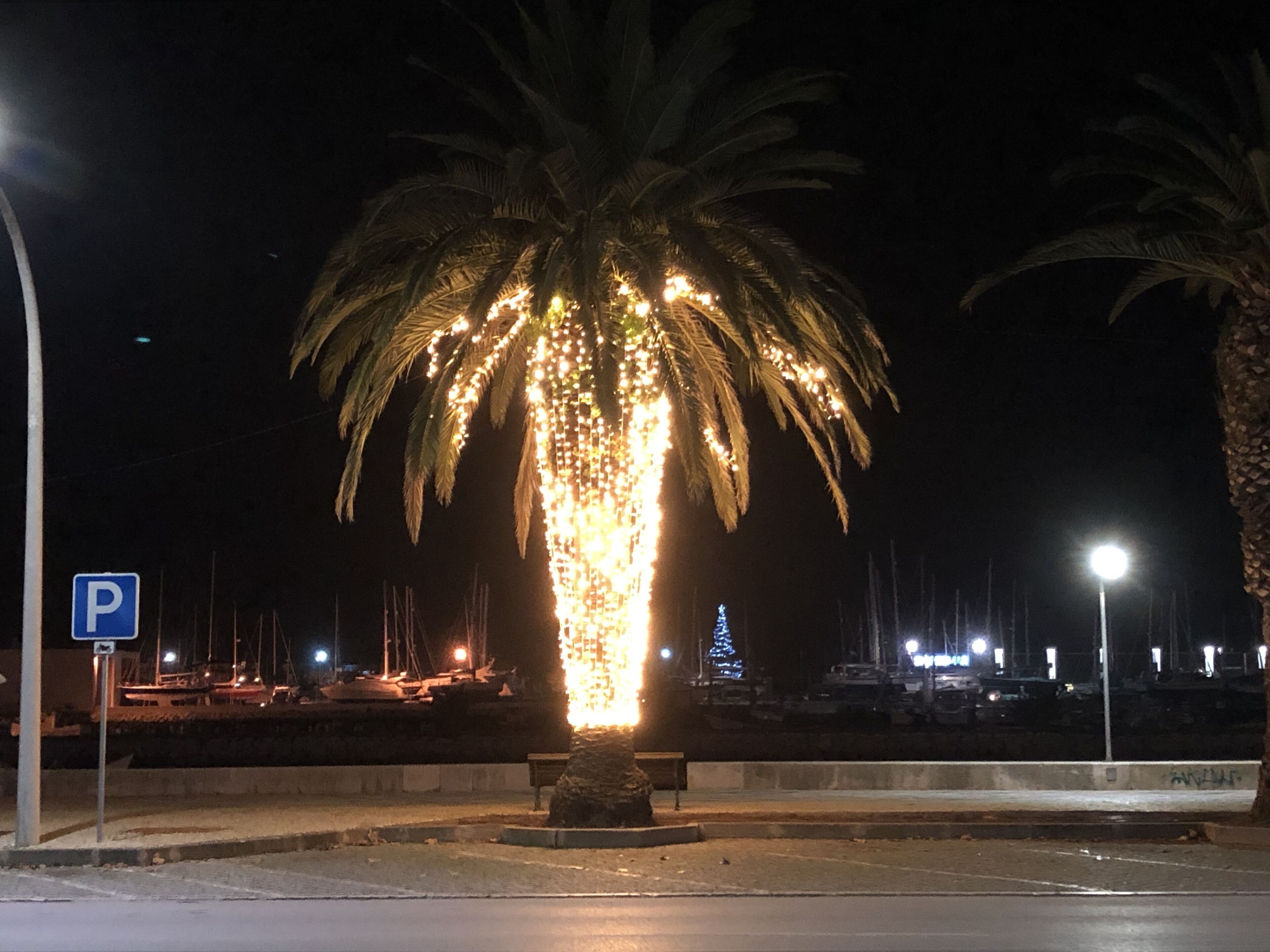 A night scene with a palm tree illuminated by lights, a parking sign, and a marina with boats in the background.
