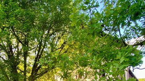 A well-maintained garden with a large tree, a stone pathway, and a building with a traditional design. - Beautifully restored farmhouse with pool immersed in the greenery (MAGLIANO ALFIERI)