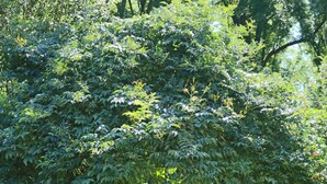 A garden with a wooden table and chairs under a tree. - Beautifully restored farmhouse with pool immersed in the greenery (MAGLIANO ALFIERI)