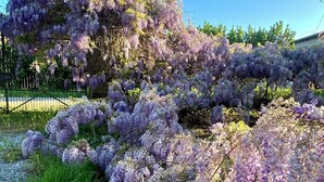 A garden with purple flowering trees and a metal fence. - Beautifully restored farmhouse with pool immersed in the greenery (MAGLIANO ALFIERI)