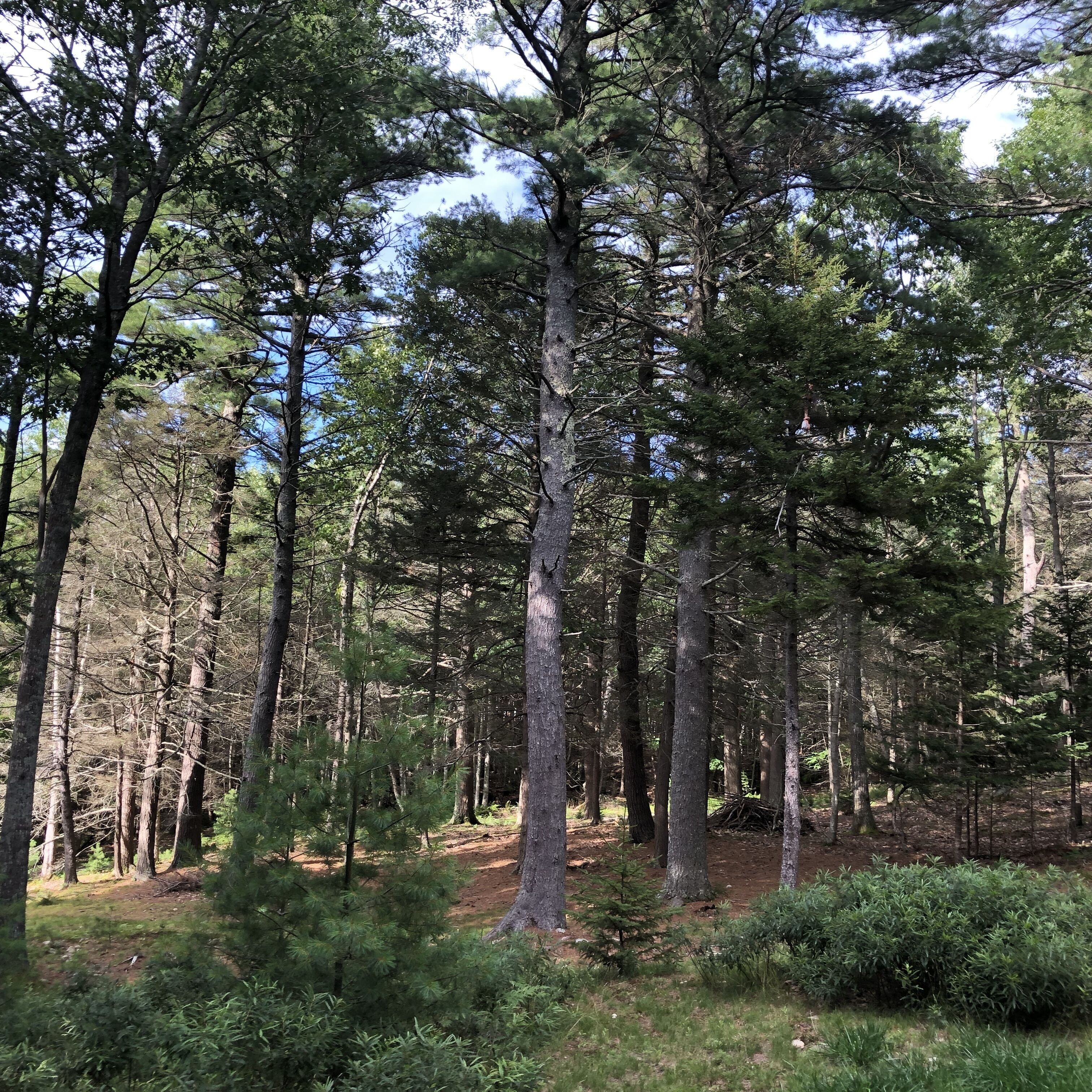 Un bosque denso con árboles altos y el suelo cubierto de hierba y plantas pequeñas.