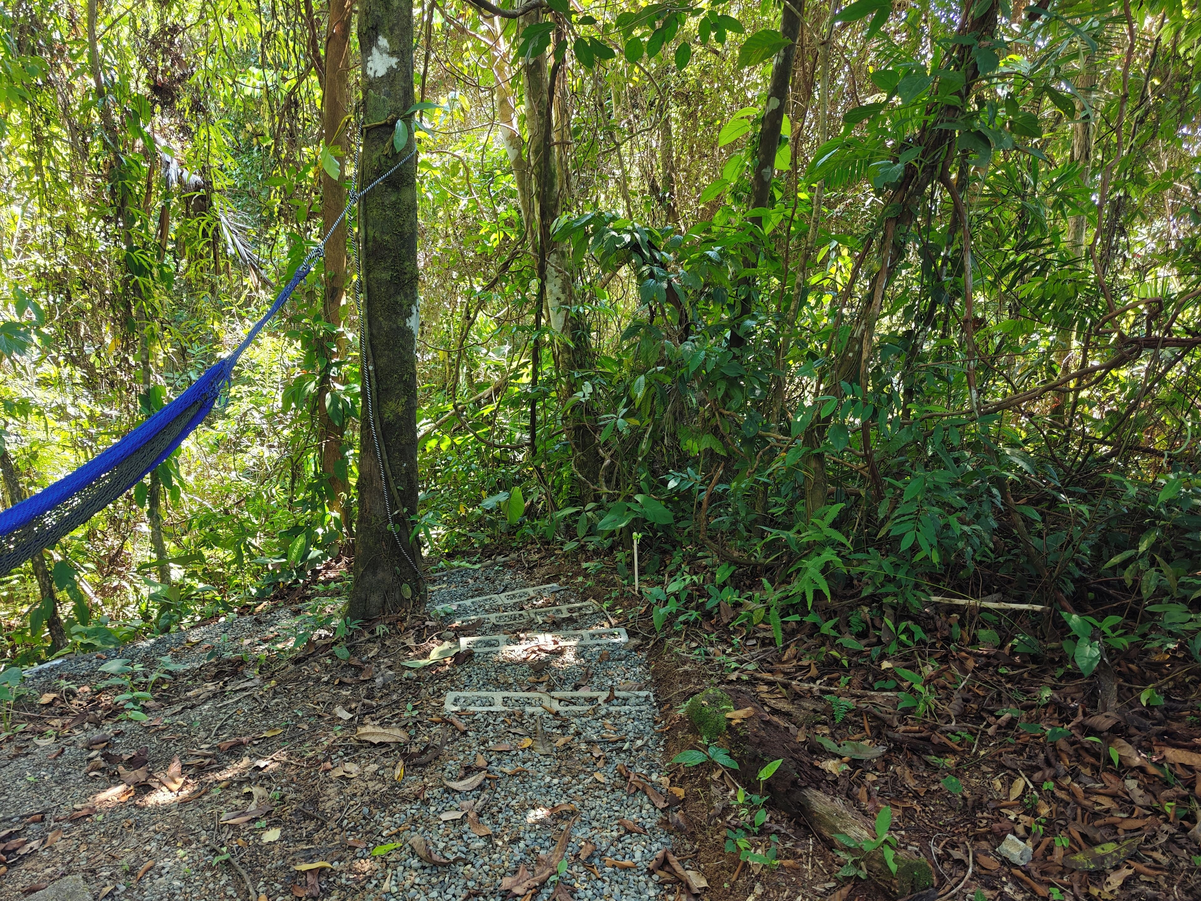 Une zone boisée avec un sentier de gravier et un hamac bleu attaché à un arbre.