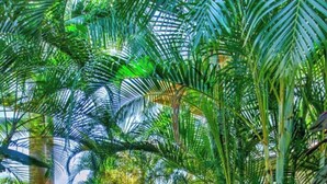 A pathway through a lush indoor garden with various tropical plants. - Royal Palm: AC, Private Lanai, Walk to Poipu Beach (Koloa)