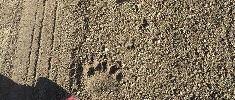 Un gros plan sur le pied d’une personne portant une chaussure rouge et noire, posé sur une surface sablonneuse où l’on peut voir des traces de pneus.