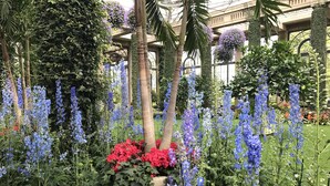 A garden with tall blue flowers, red foliage, and a glass structure in the background. - Private Suite w/sitting room  in the heart of Brandywine Valley (Wilmington)