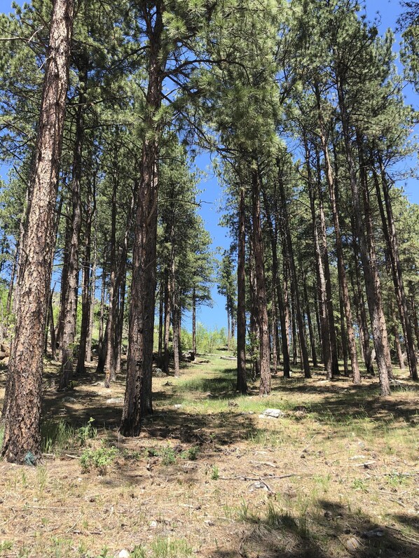A forest with tall pine trees and a clear blue sky.