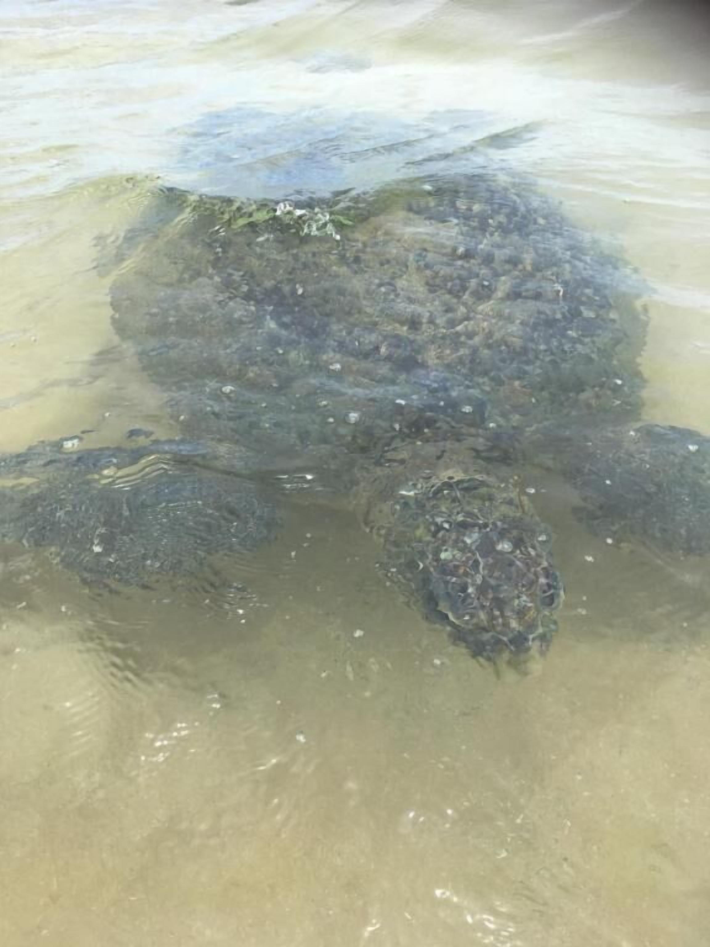A turtle in clear shallow water.