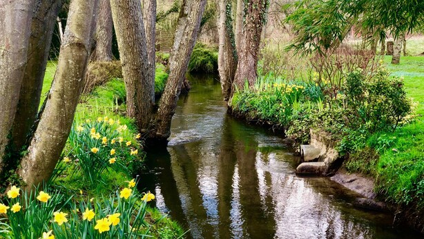 Un jardín tranquilo con un arroyo serpenteante, abundante vegetación y narcisos.