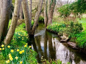 Un jardín tranquilo con un arroyo serpenteante, abundante vegetación y narcisos.