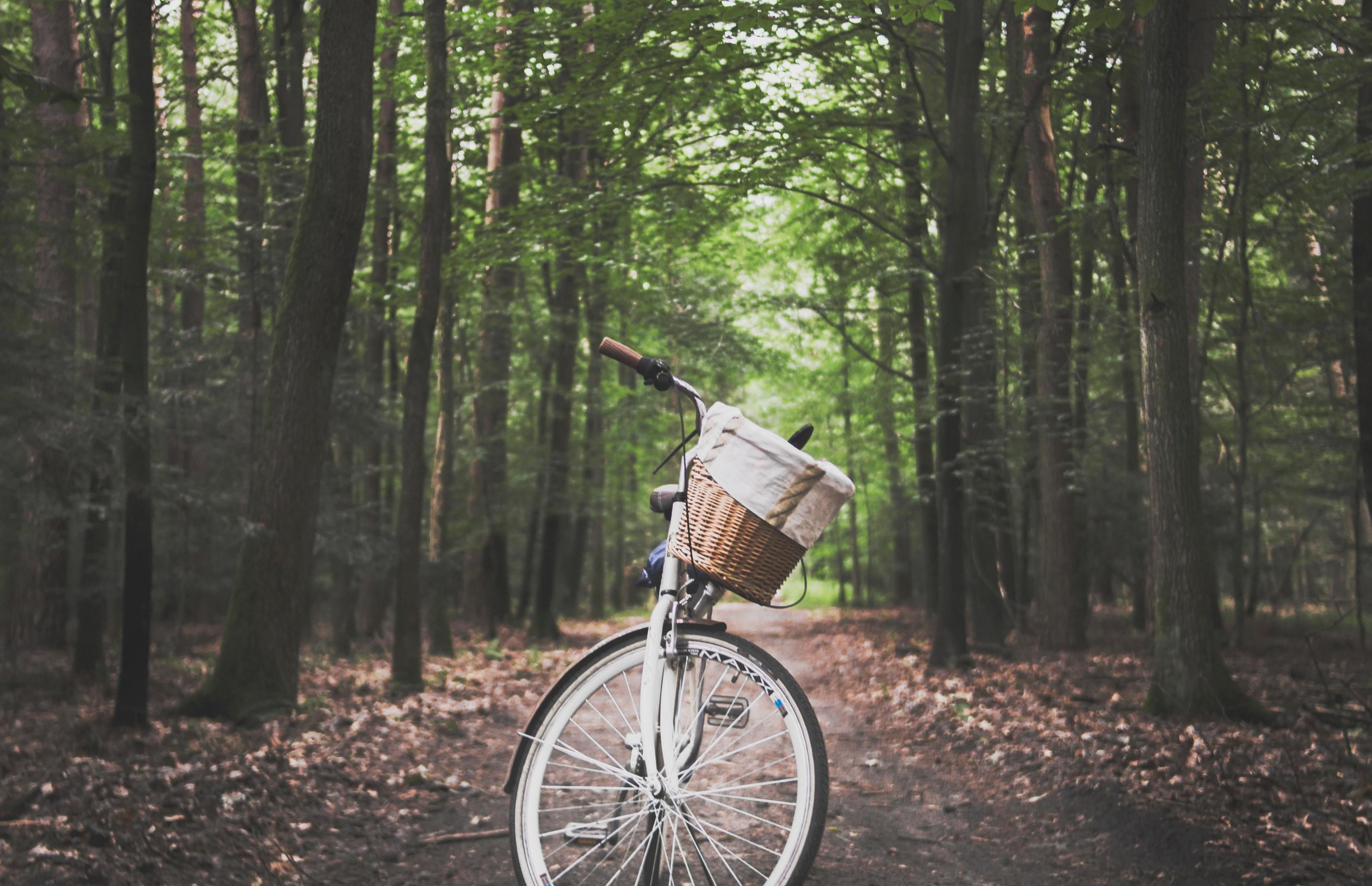 A bicycle with a basket and a bag in a forest path.