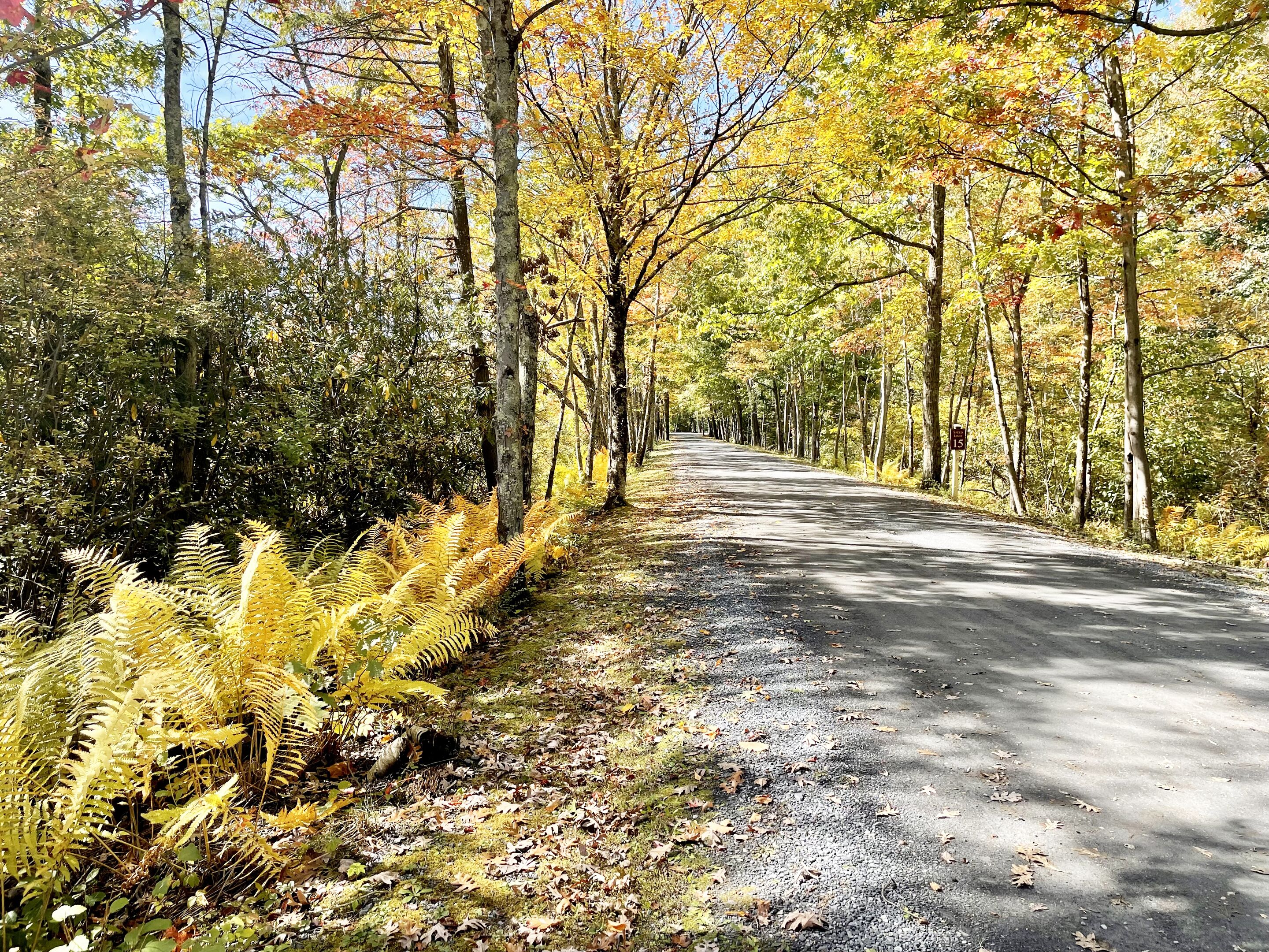 Une route asphaltée bordée d’arbres et de fougères, avec un panneau indiquant une distance de 15 miles.