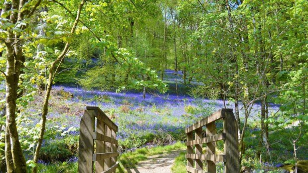 A wooden bridge in a forest with a path leading through it. - Quiet village location in beautiful valley close to Dunoon, Argyll. Sleeps 2, pet friendly (Strachur)