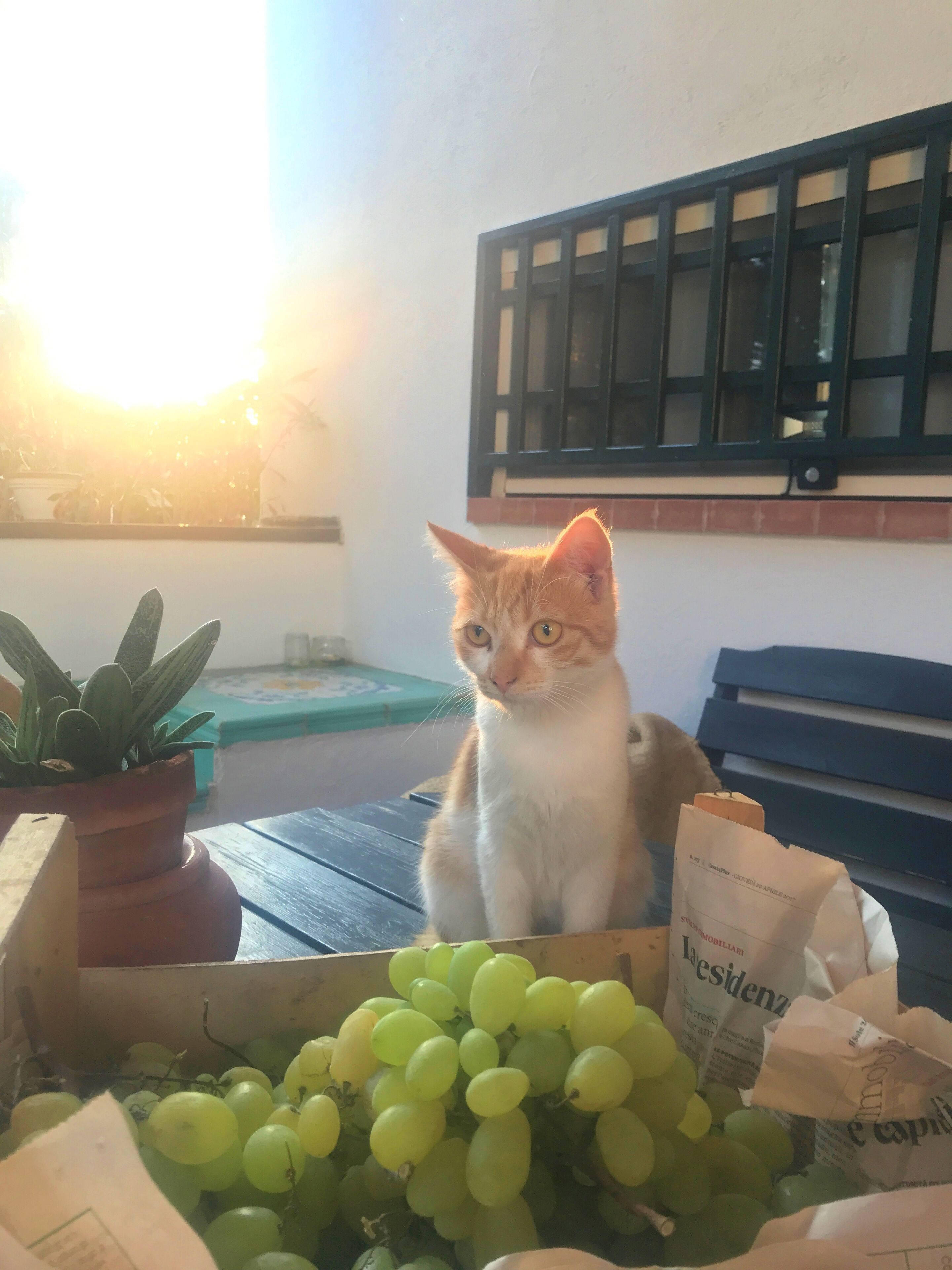 Un gato sentado en una caja llena de uvas verdes y una botella de vino 'Residenz'.