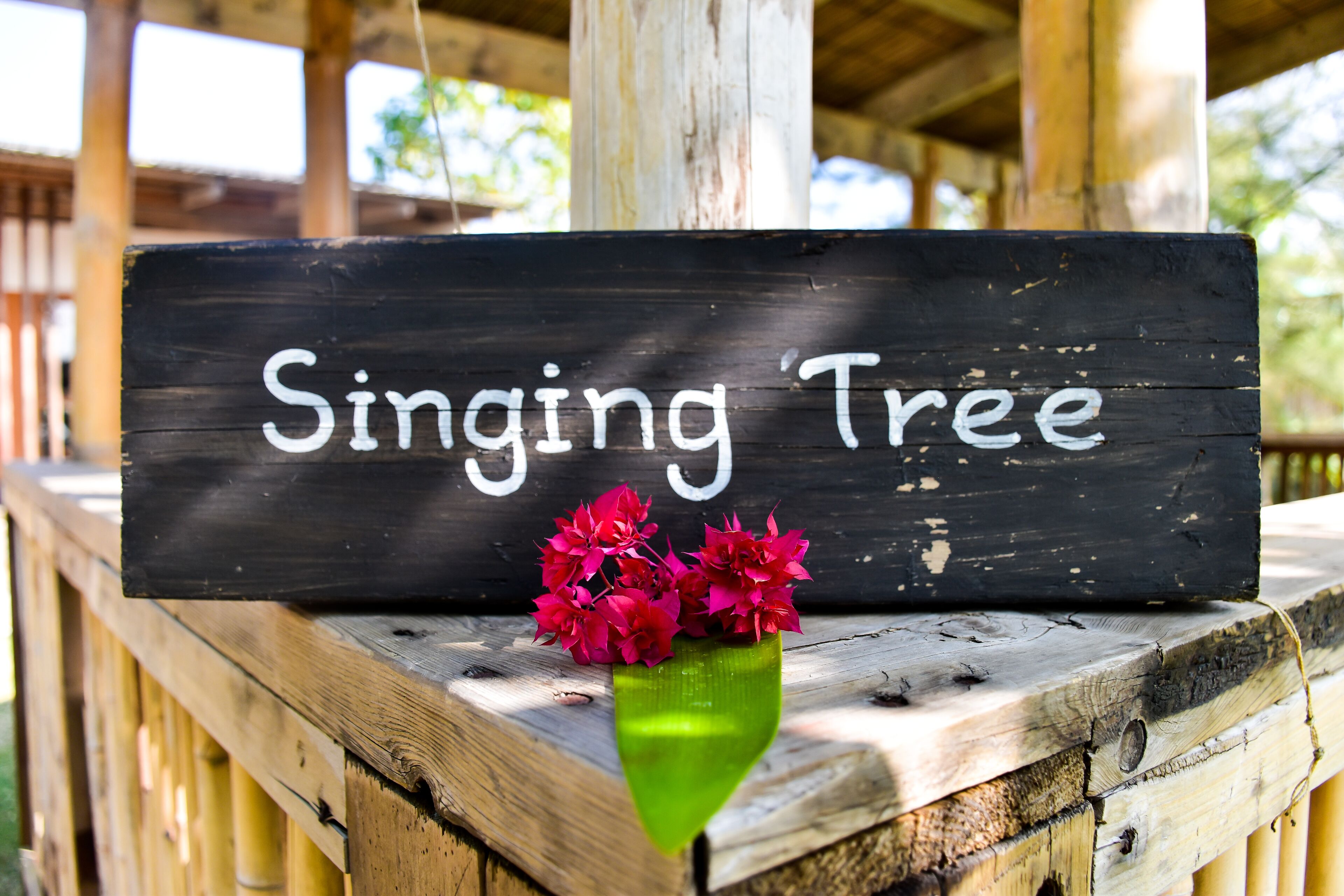 A wooden sign with the text "Singing Tree" and a green vase with pink flowers.
