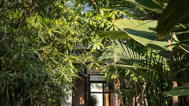 A pathway flanked by lush greenery leading to a building with a glass door. - Cherlock Hotel (Chiang Mai)