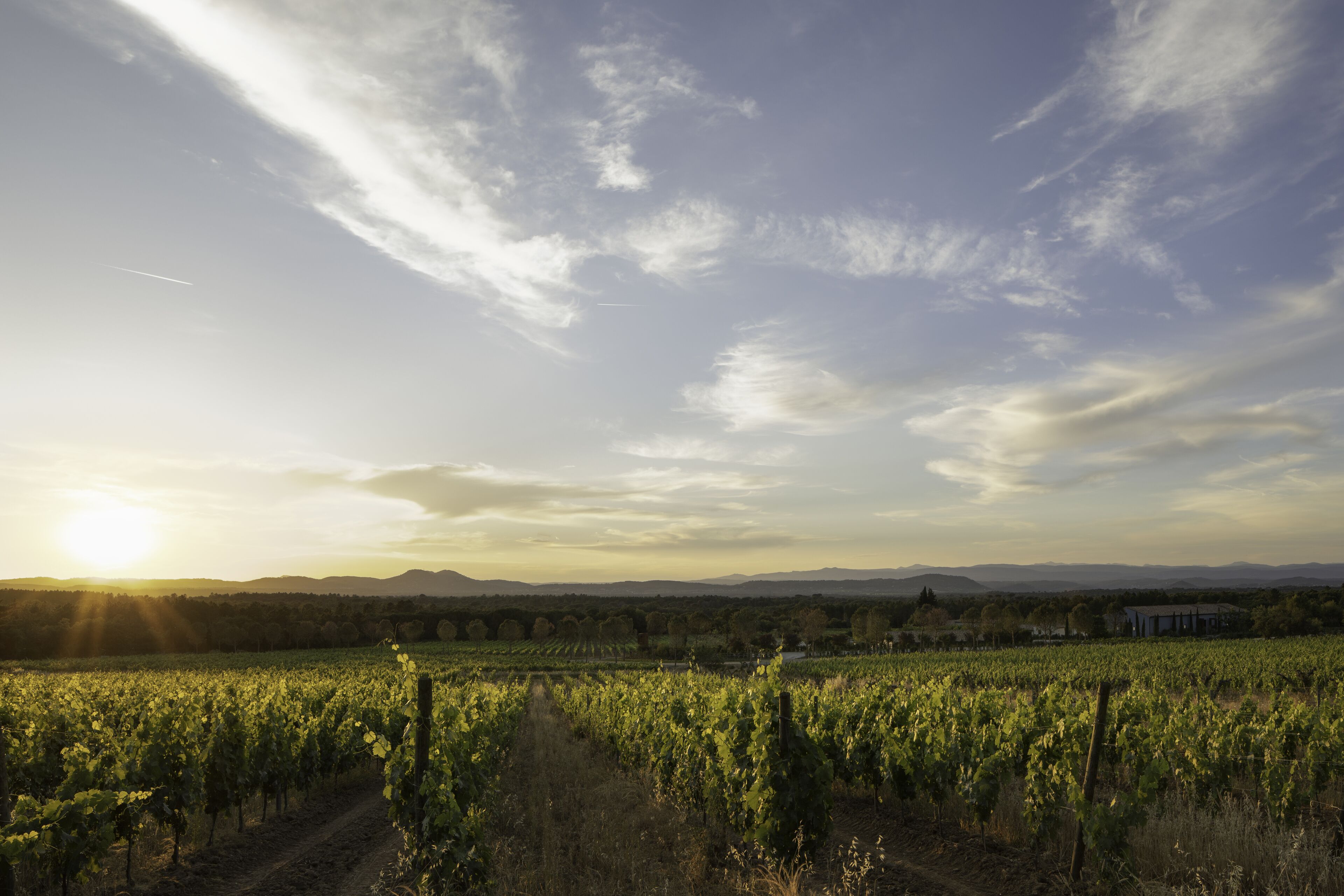 Viñedo con hileras de vides y cielo despejado.