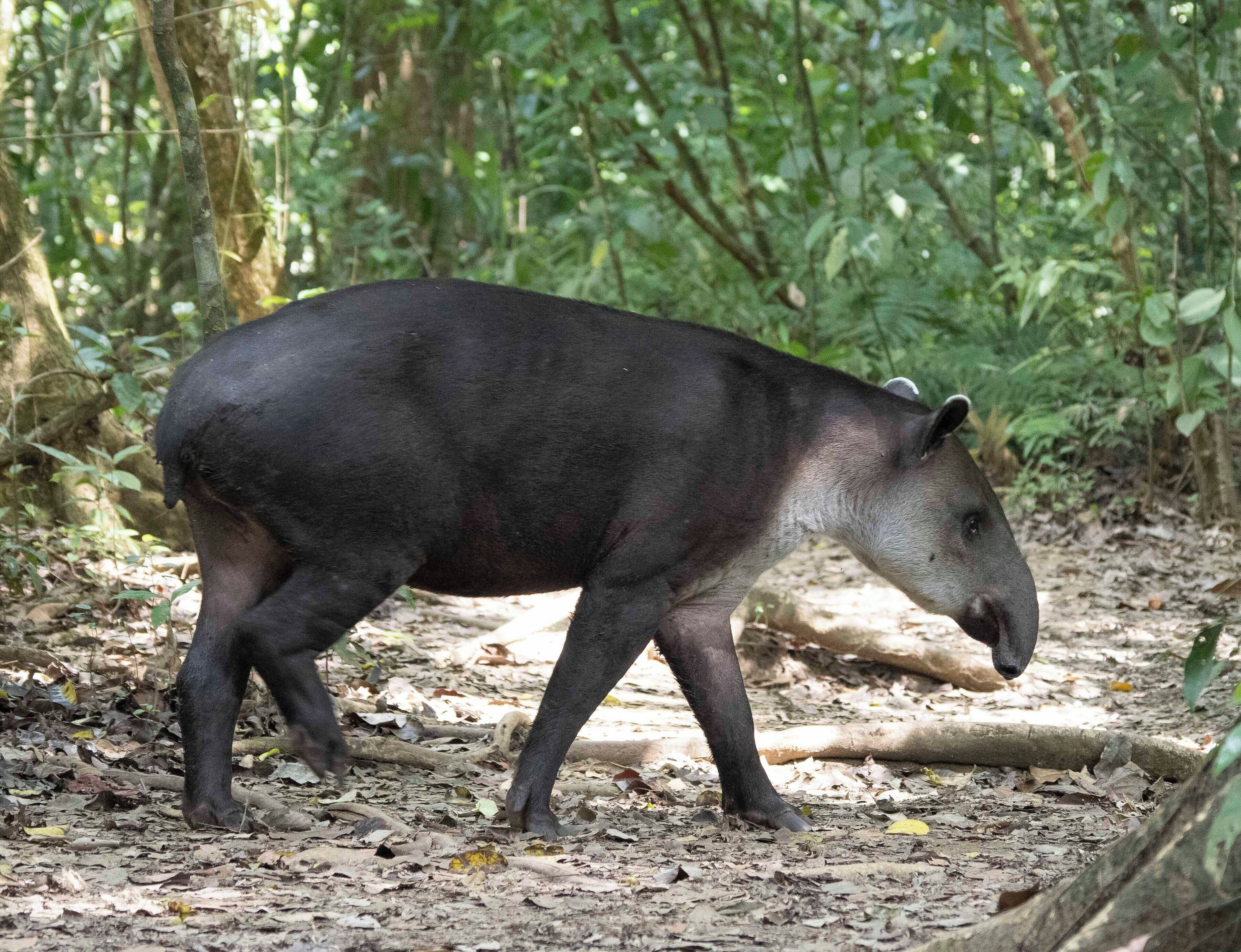 Ein Wildschwein in bewaldeter Landschaft mit dichtem Blattwerk und blätterbedecktem Boden.