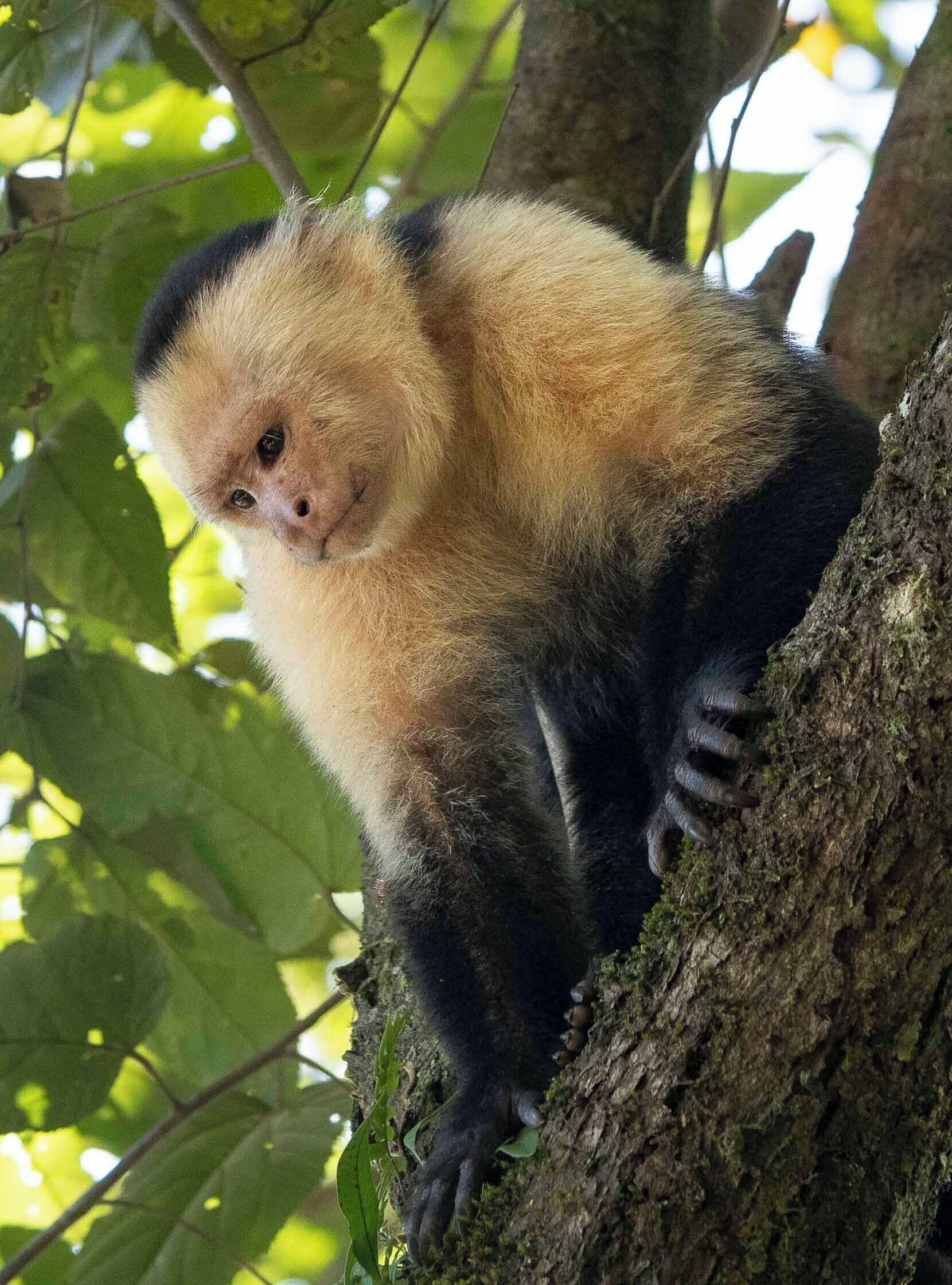 A primate with a light brown face and darker fur, perched on a tree branch.