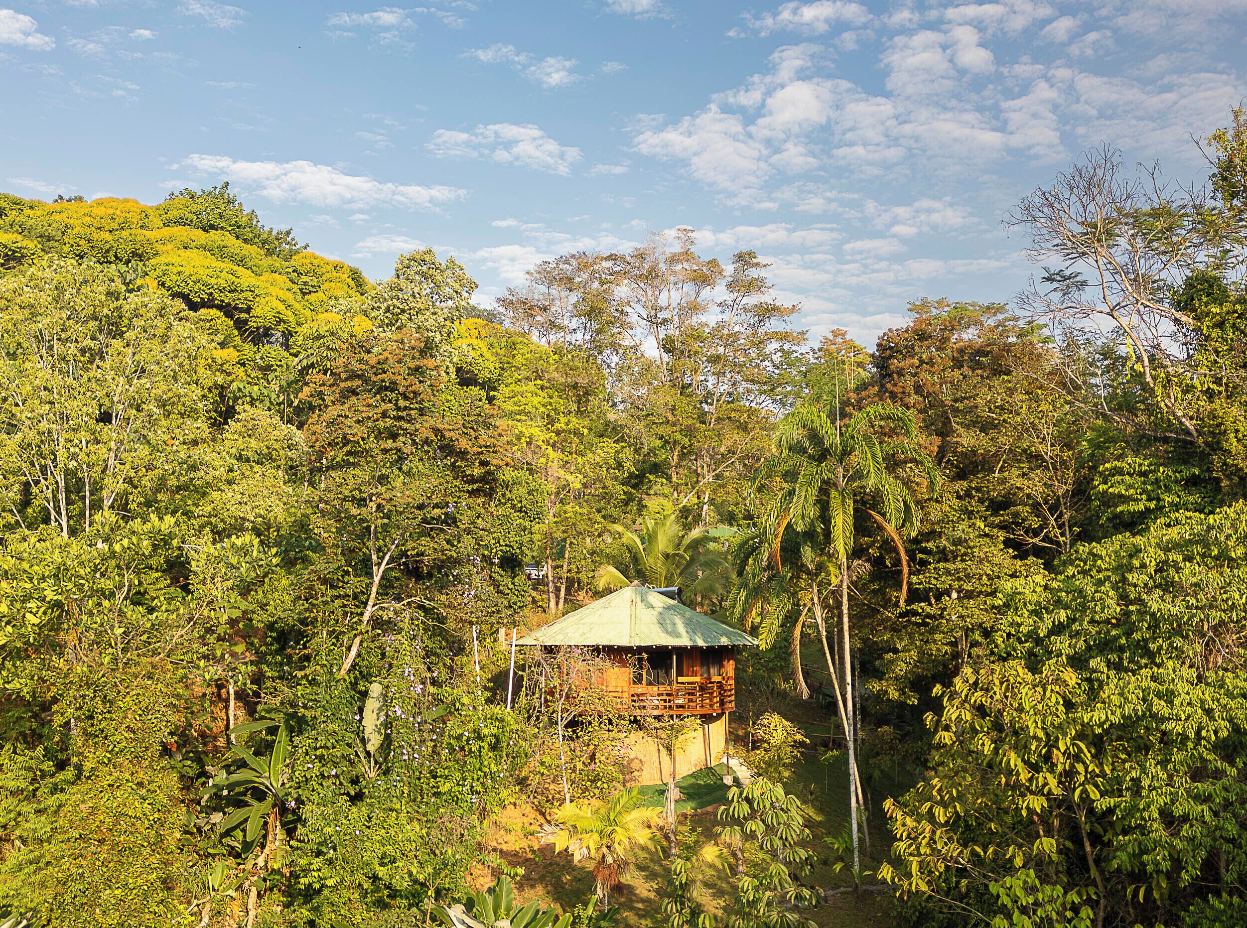 A wooden house with a green roof nestled among dense forest.