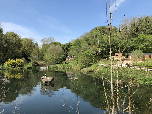 Une rivière paisible où nagent des canards, bordée d’une végétation luxuriante et traversée par un pont en bois.