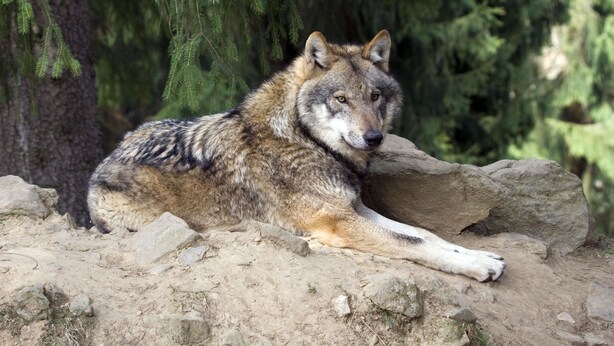 A wolf resting on a rocky surface with trees in the background. - Sonnbichl (Lam)