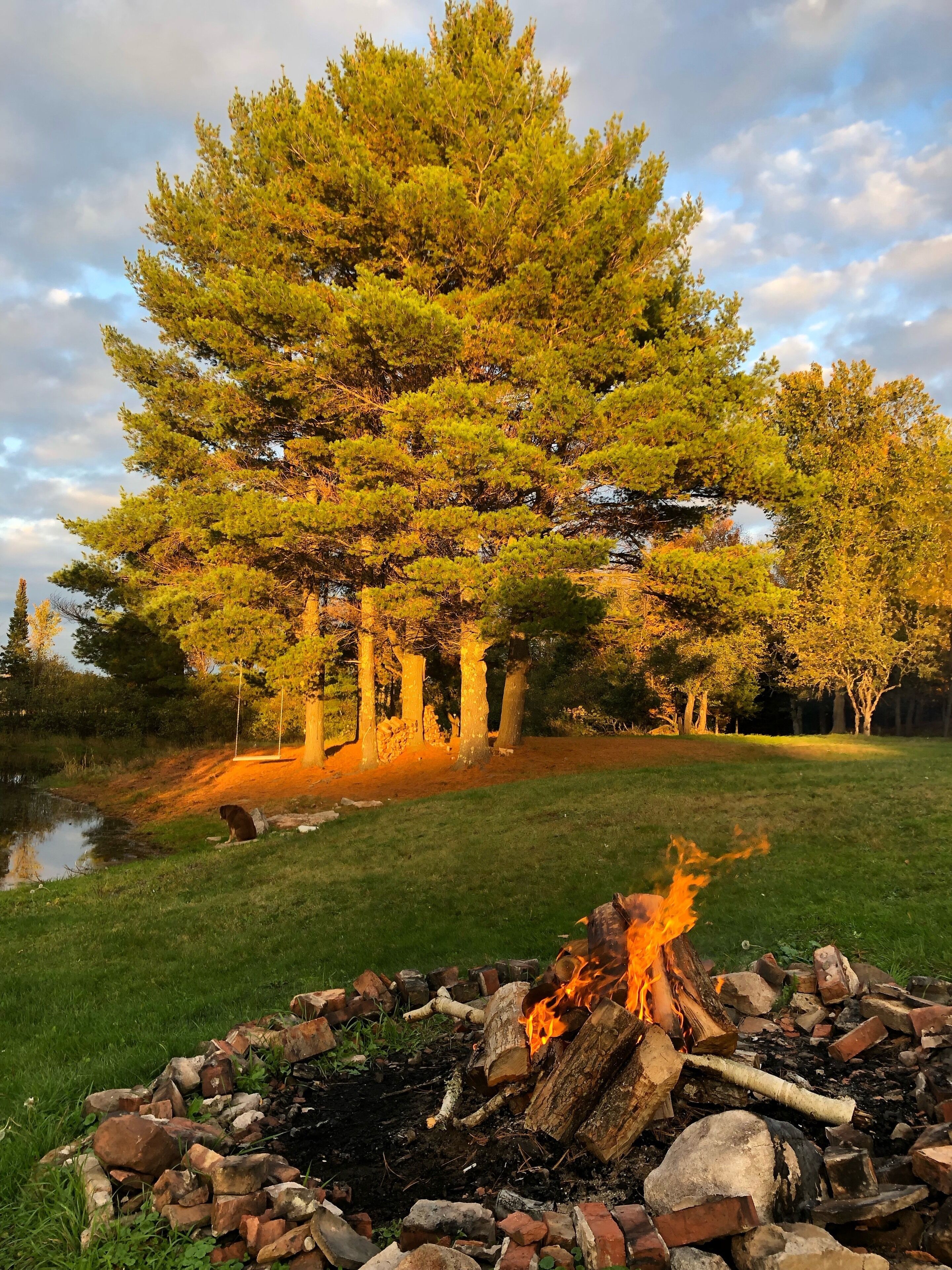 A campfire surrounded by rocks and logs, with a large tree in the background.