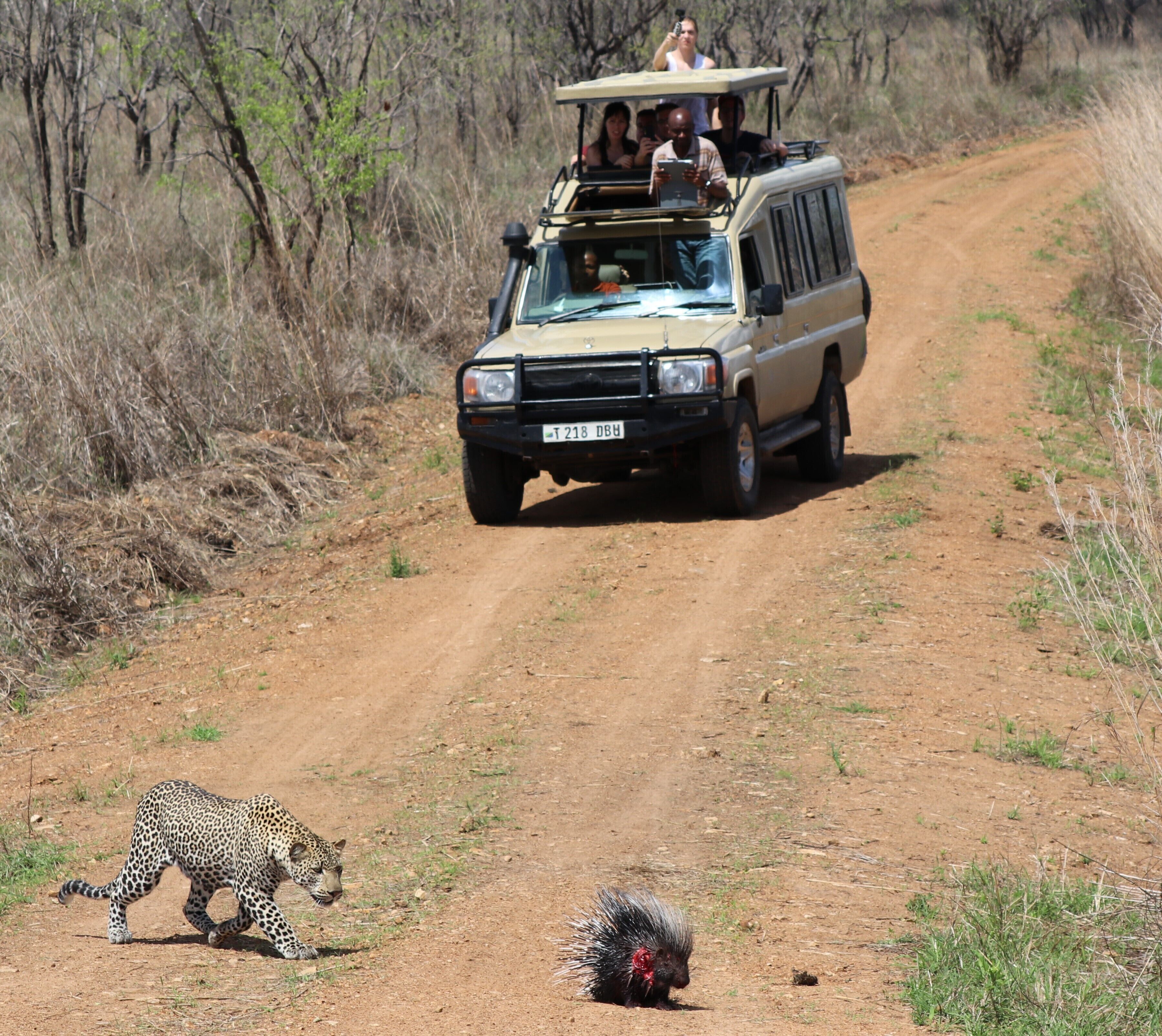 Een safarivoertuig op een onverharde weg, met een cheetah en een stekelvarken.