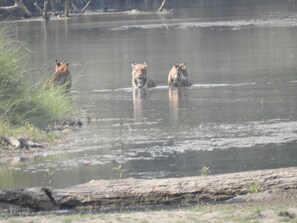 Three bears in a river. - Rhino Lodge Bardia (Thakudwara)