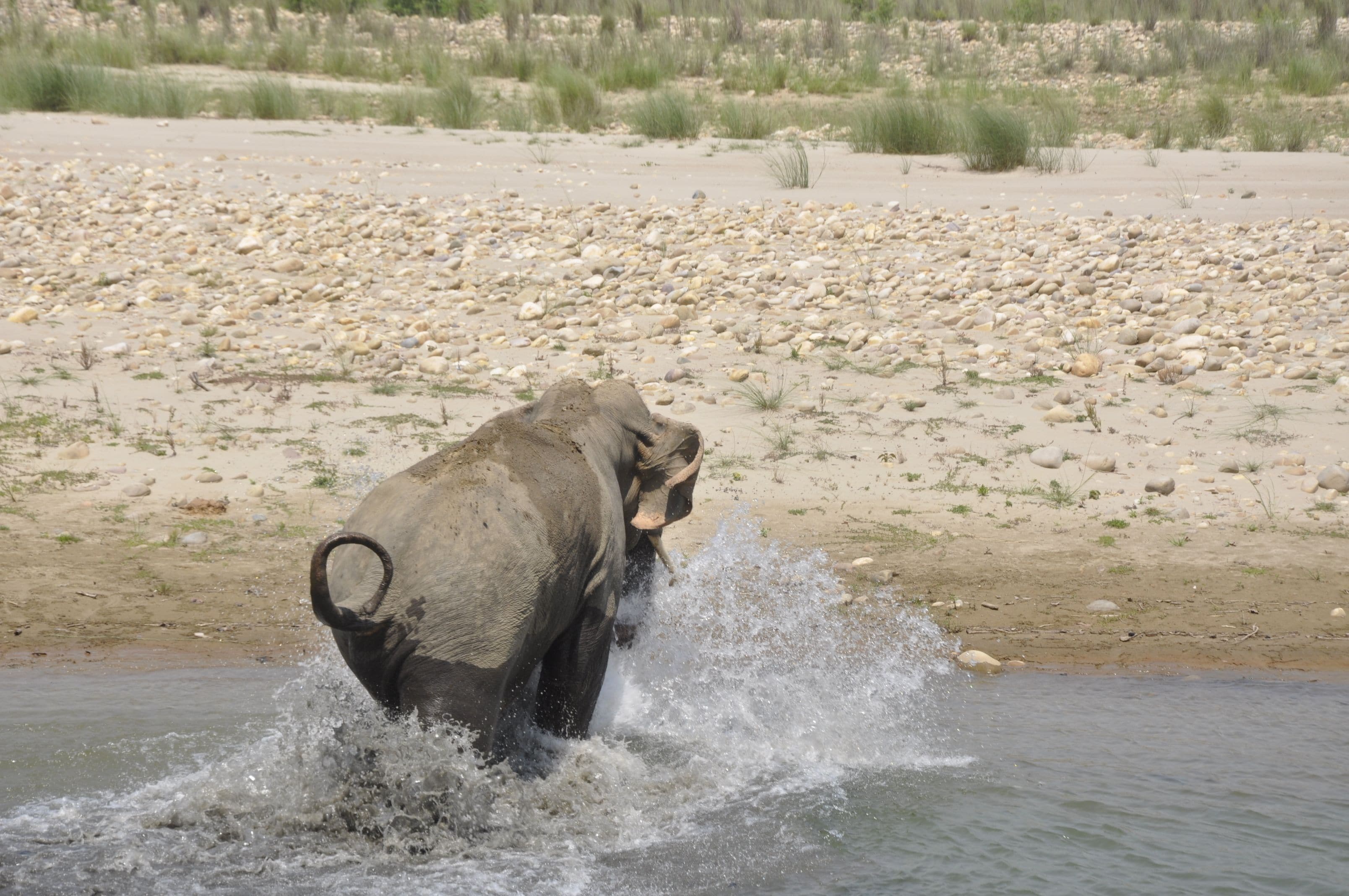 En elefant i en flod med en klippefyldt flodbred i baggrunden.