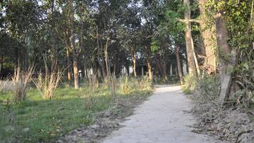 A paved pathway surrounded by trees and vegetation.