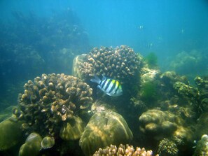 A coral reef with a striped fish swimming among the corals.