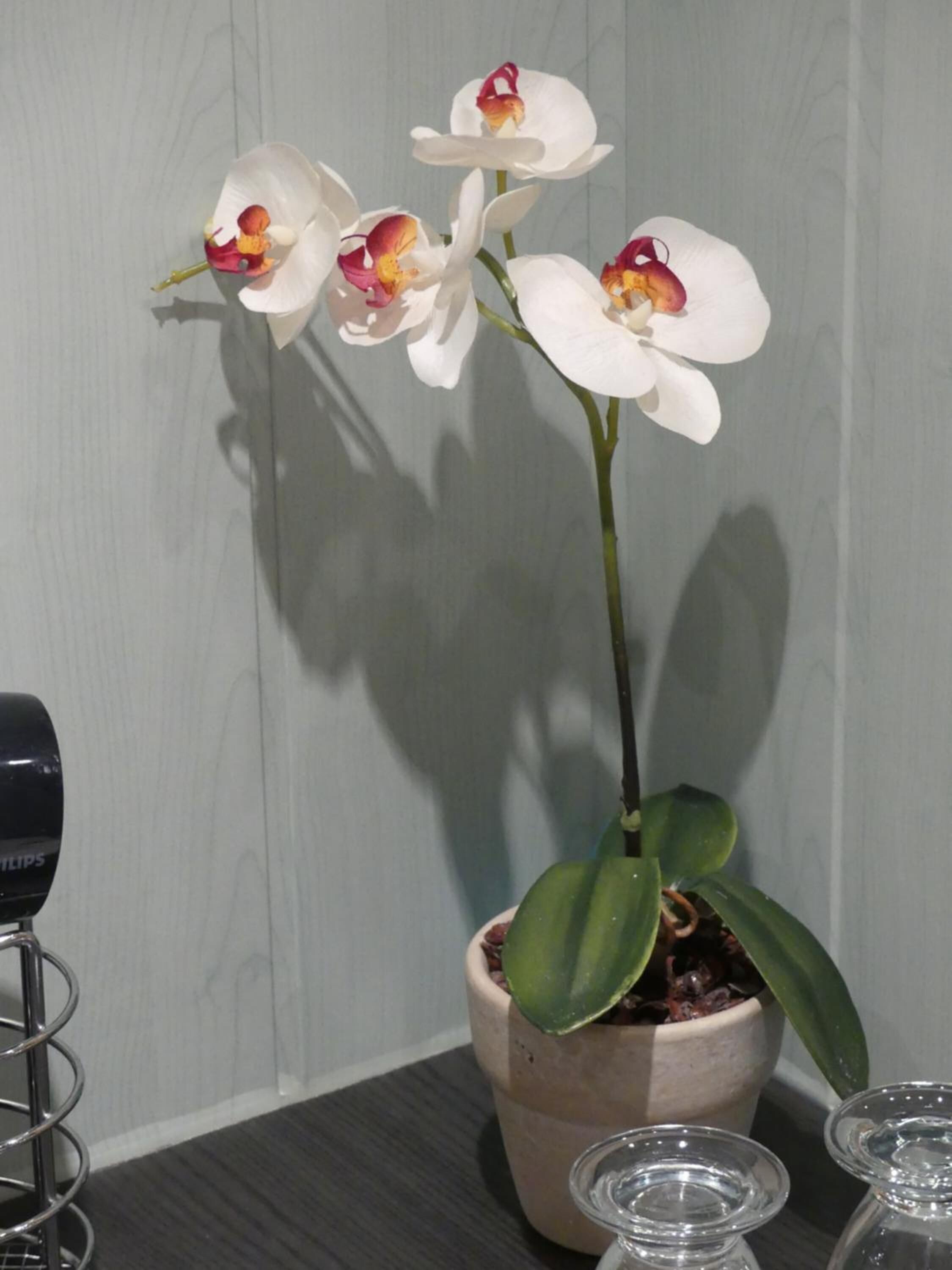 A potted orchid with white petals and red centers, placed on a table with a grey background.