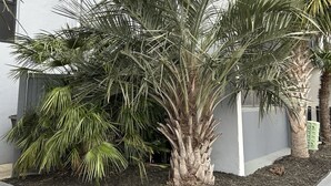 Un edificio de diseño moderno, con un área ajardinada que incluye palmeras y un cantero con mantillo.