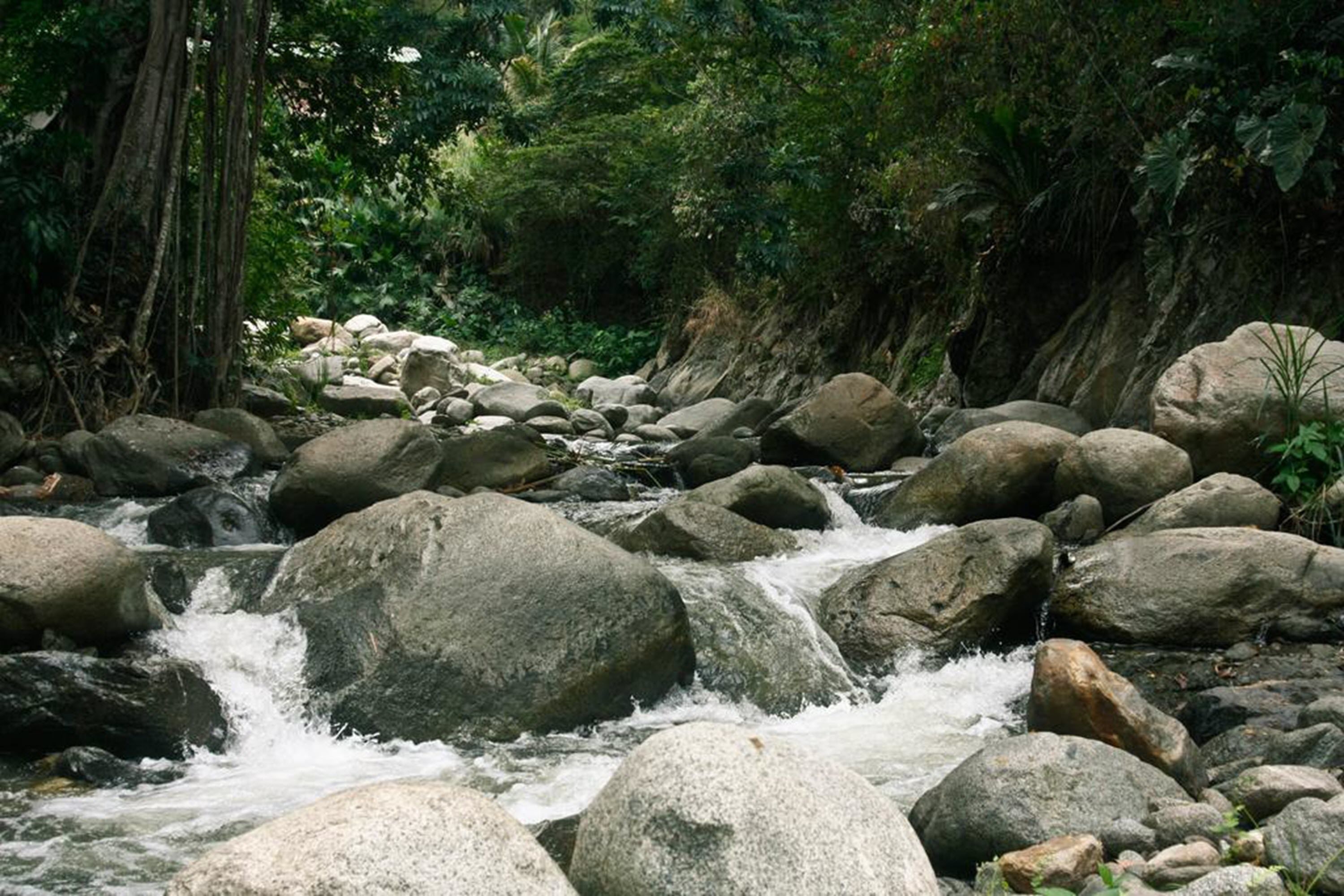 Un arroyo serpentea sobre rocas, rodeado de abundante vegetación.