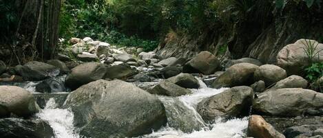 Un arroyo serpentea sobre rocas, rodeado de abundante vegetación.