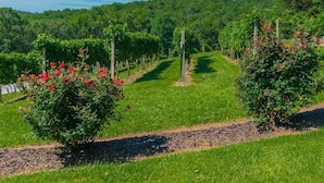 Un vignoble avec des rangées de vignes et un ciel bleu azur.