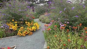 A garden pathway surrounded by various flowering plants.